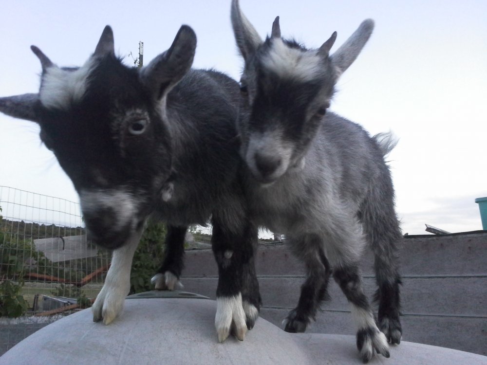 Am I feeding 2-5 month old Pygmy Goats correctly?  BackYardHerds - Goats,  Horses, Sheep, Pigs & more