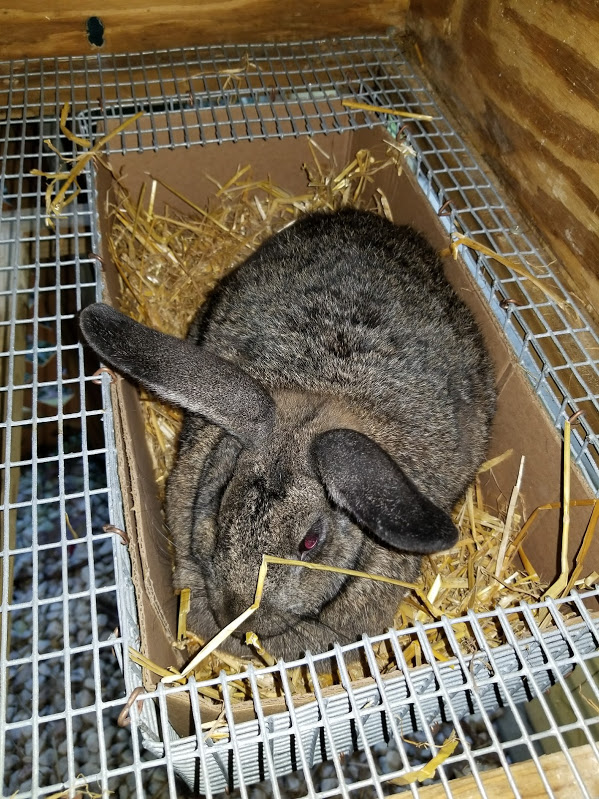 2017-10-04 Golden Girl in Drop Nesting Box.jpg