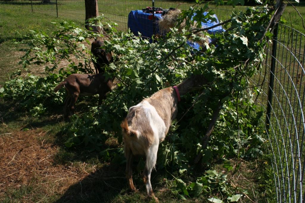 2017-6-10 Go@ts love sweet gum 2.JPG