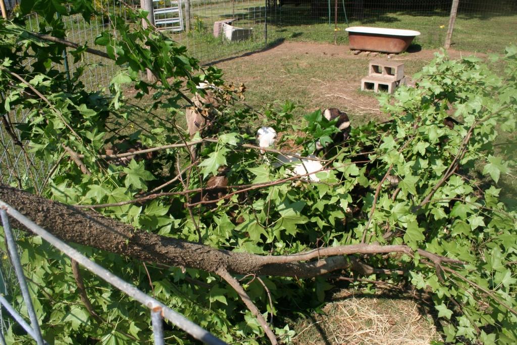 2017-6-10 Go@ts love sweetgum 3.JPG