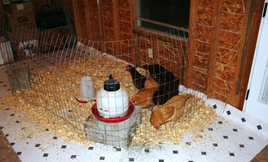 2018-12-1 pullets.JPG