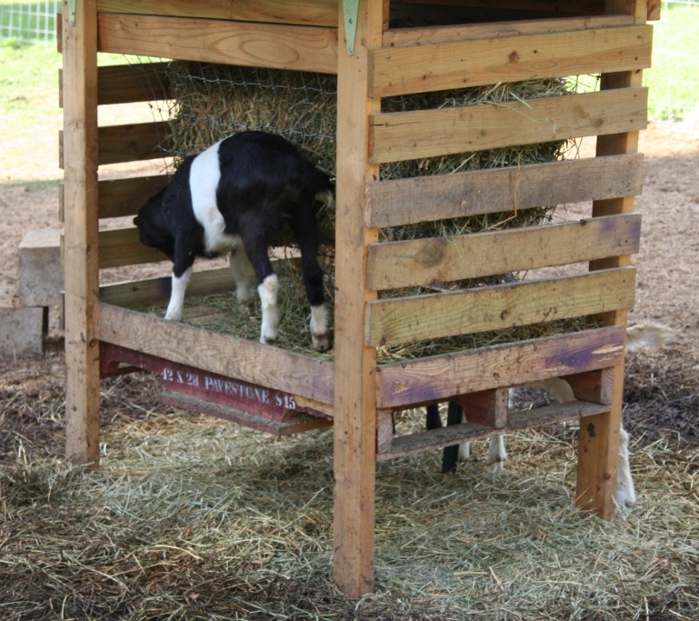 2018-4-26 DS in the hay feeder.JPG