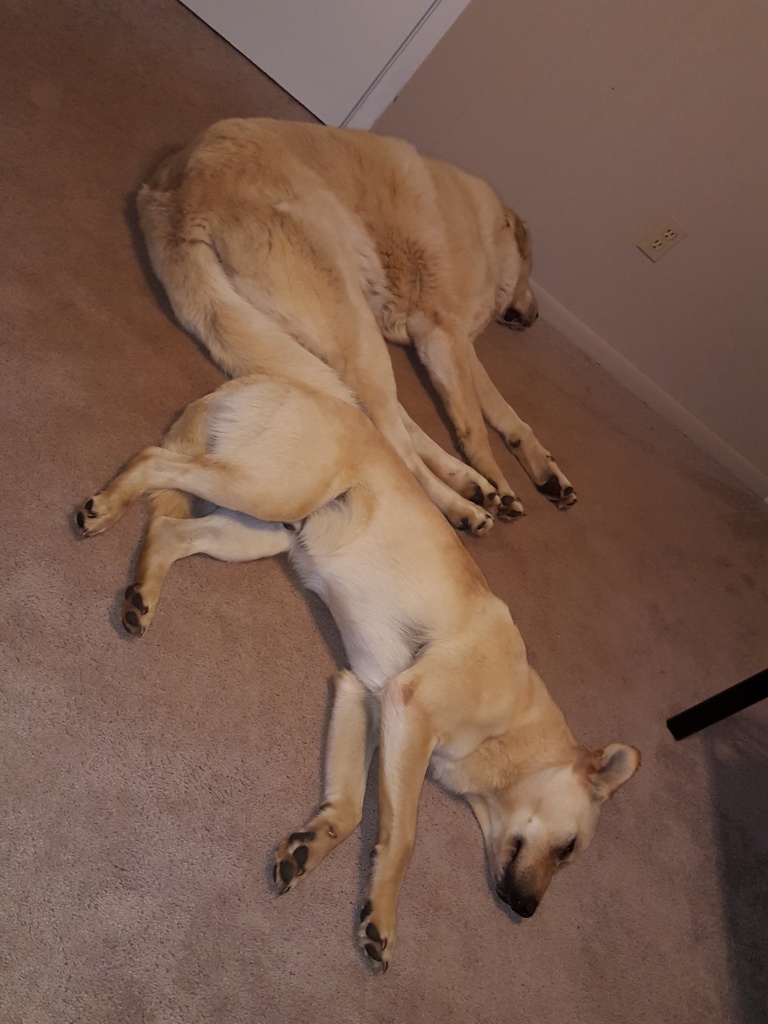 2018-5-11 dogs at rest2.jpg