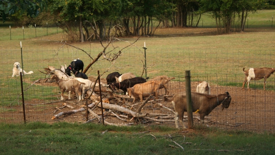 2018-8-28 dead tree 1.JPG