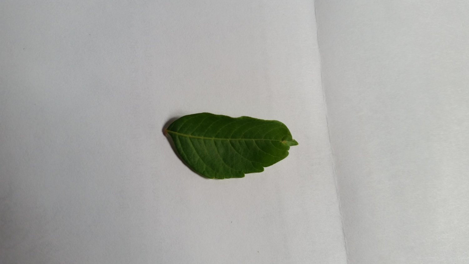 20180721_105942_leaf_from_shrub_in_field.jpg