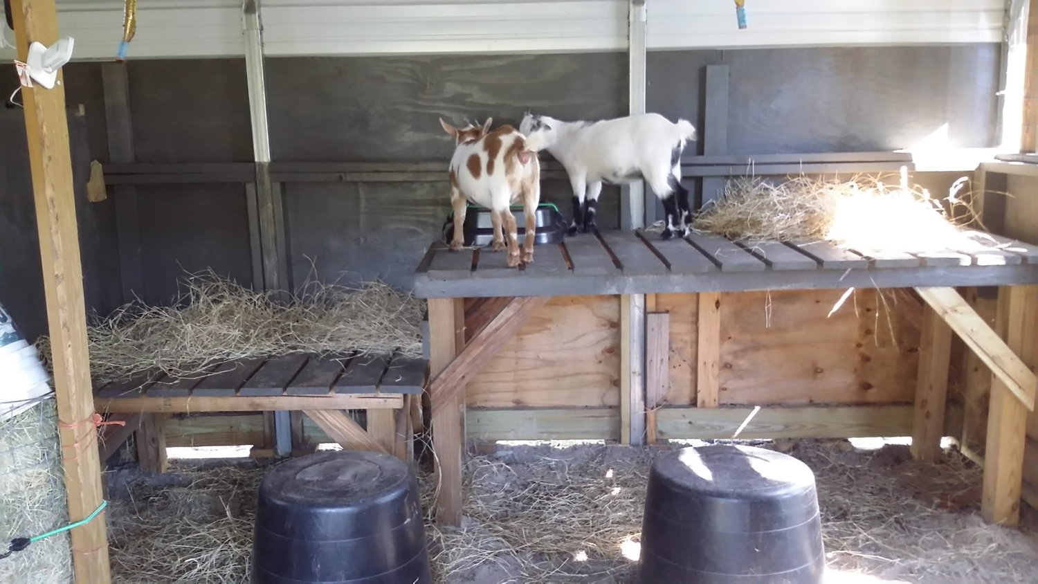 Goat shelter ideas? | BackYardHerds - Goats, Horses, Sheep, Pigs & more