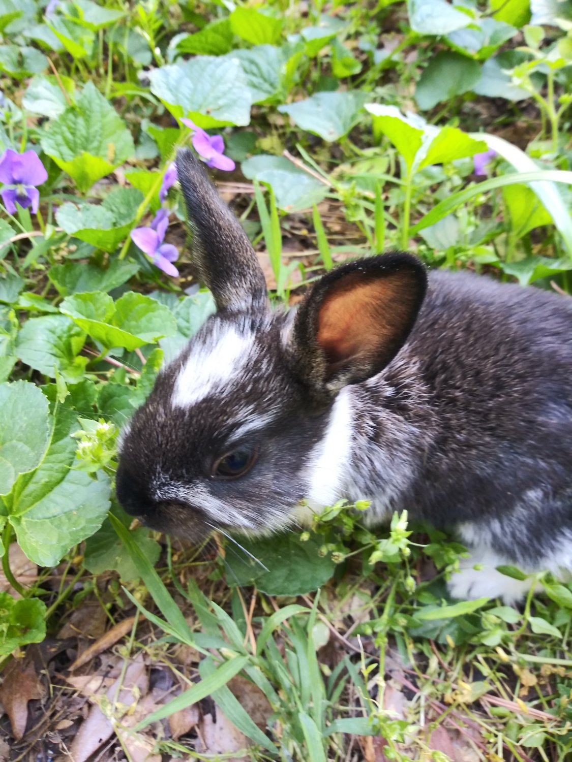 Xerocles rabbit thread | Page 15 | BackYardHerds - Goats, Horses, Sheep ...