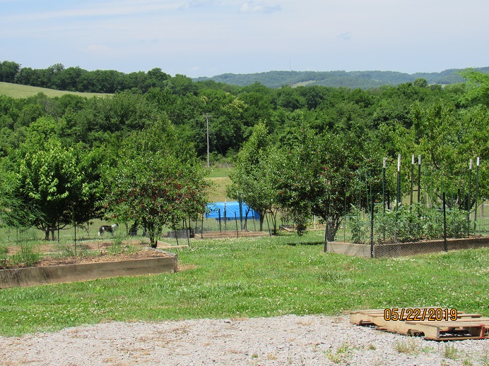 22 May 2019 Fruit Trees.JPG