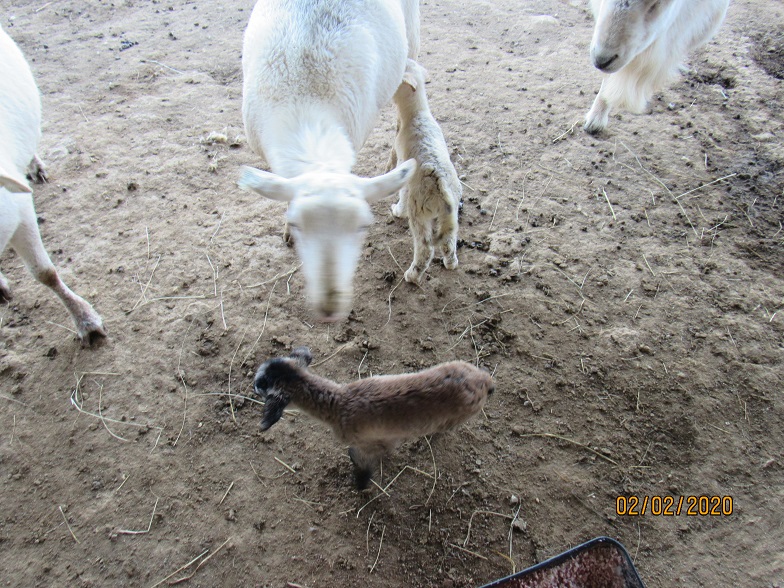 22 twin ewe lambs 2 Feb 2020.JPG