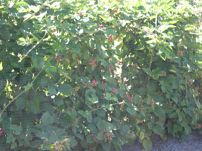 25 June 2017 Blackberries.JPG