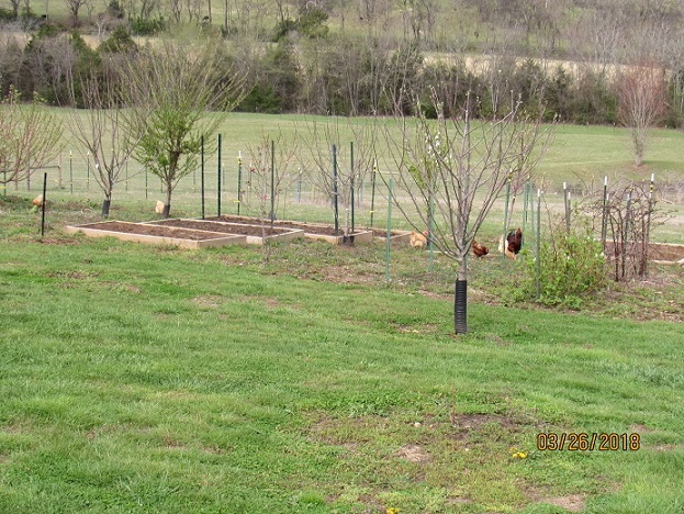 26 Mar 2018 chickens in the garden.JPG