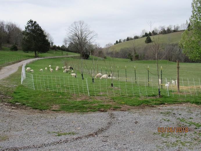 26 Mar 2018 sheep in netting.JPG