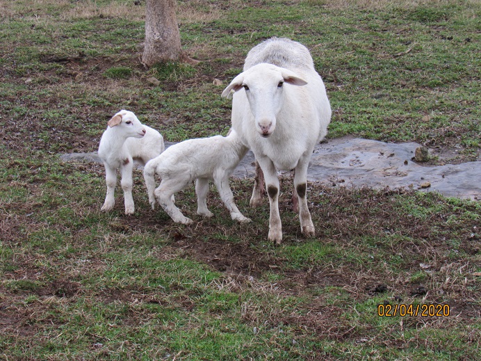 26 twin ram lambs 4 Feb 2020.JPG