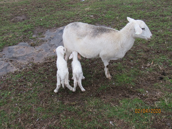 26_2 twin ram lambs 4 Feb 2020.JPG