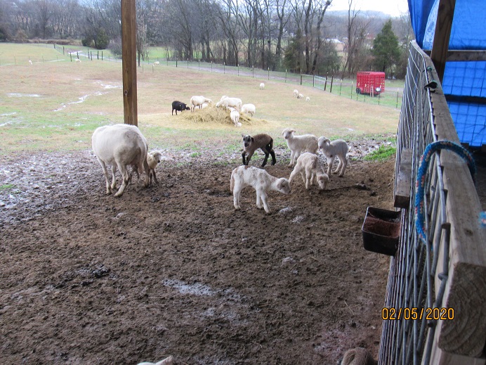 27 ewe lamb 5 Feb 2020.JPG