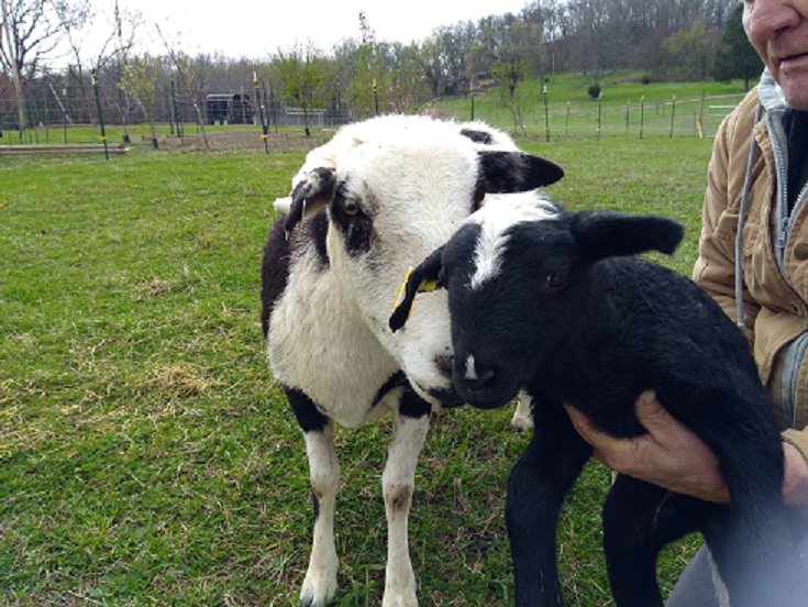 27 Mar 2018 Mama & ewe lamb 37.jpg