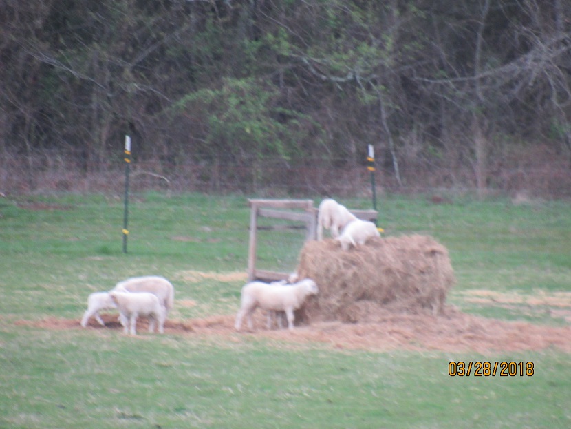 28 Mar 2018 lambs on round bale.JPG