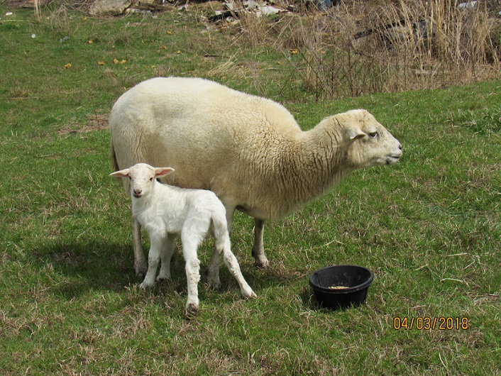 3 Apr 2018 AL34 ram lamb.JPG