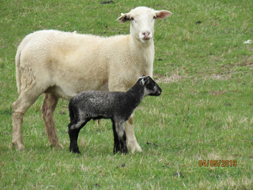 30 and lamb 5 Apr 2019.JPG