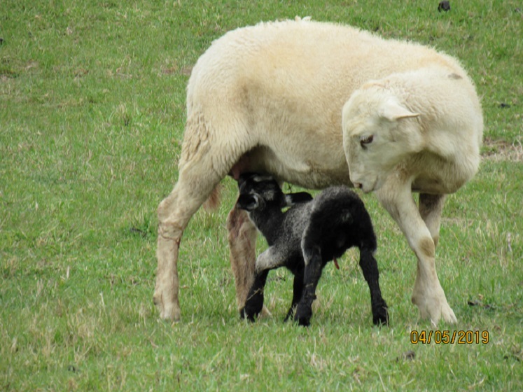 30 and lamb2 5 Apr 2019.JPG