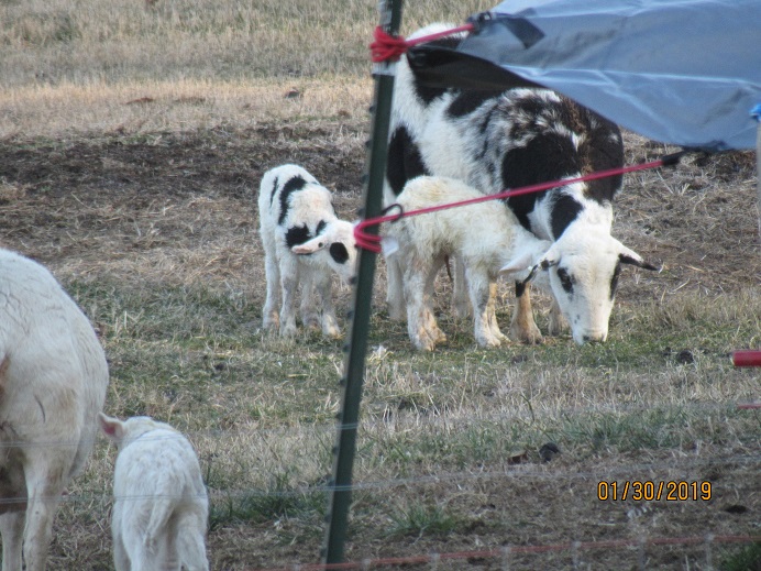 30 Jan 2019 Mama and twins.JPG