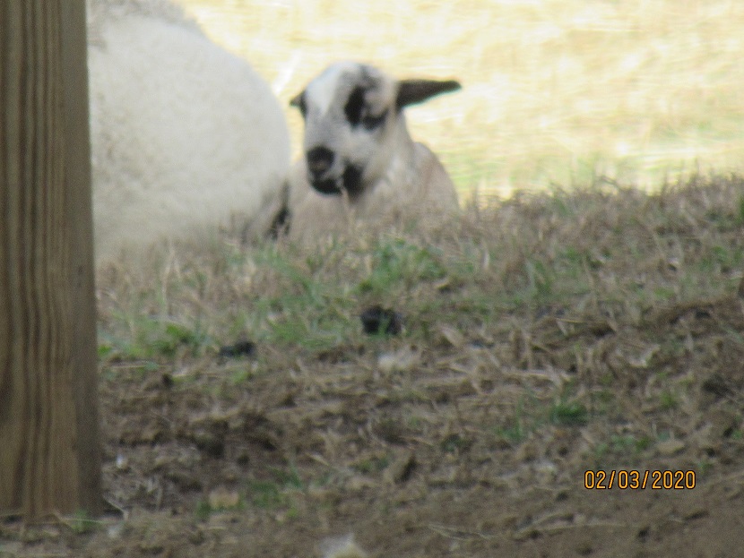 30s ewe twin lamb 3 Feb 2020.JPG