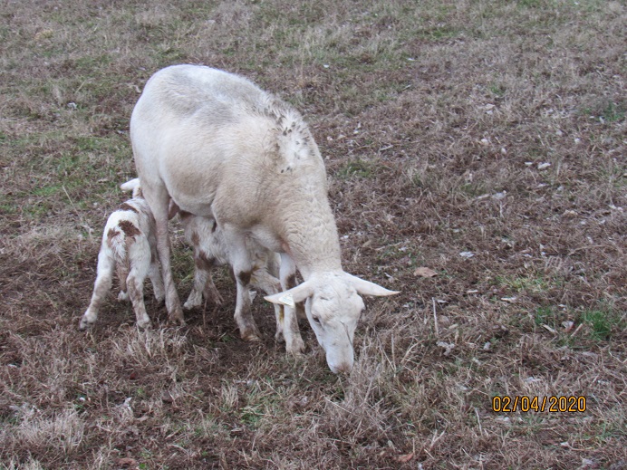 32 twin ewes 4 Feb 2020.JPG