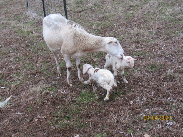 32_2 twin ewes 4 Feb 2020.JPG