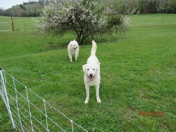 6 Apr 2018 Maisy & Thor.JPG