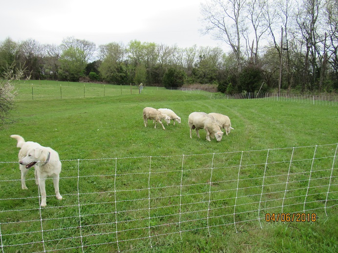 6 Apr 2018 Thor & the boys.JPG