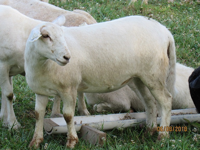 8 June 2018 ewe lamb3.JPG