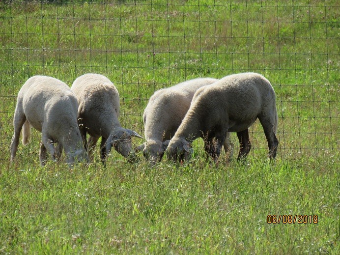 8 June2018 SM lambs.JPG