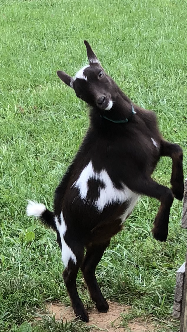 Why does my Nigerian Dwarf goat faint? | Page 2 | BackYardHerds - Goats