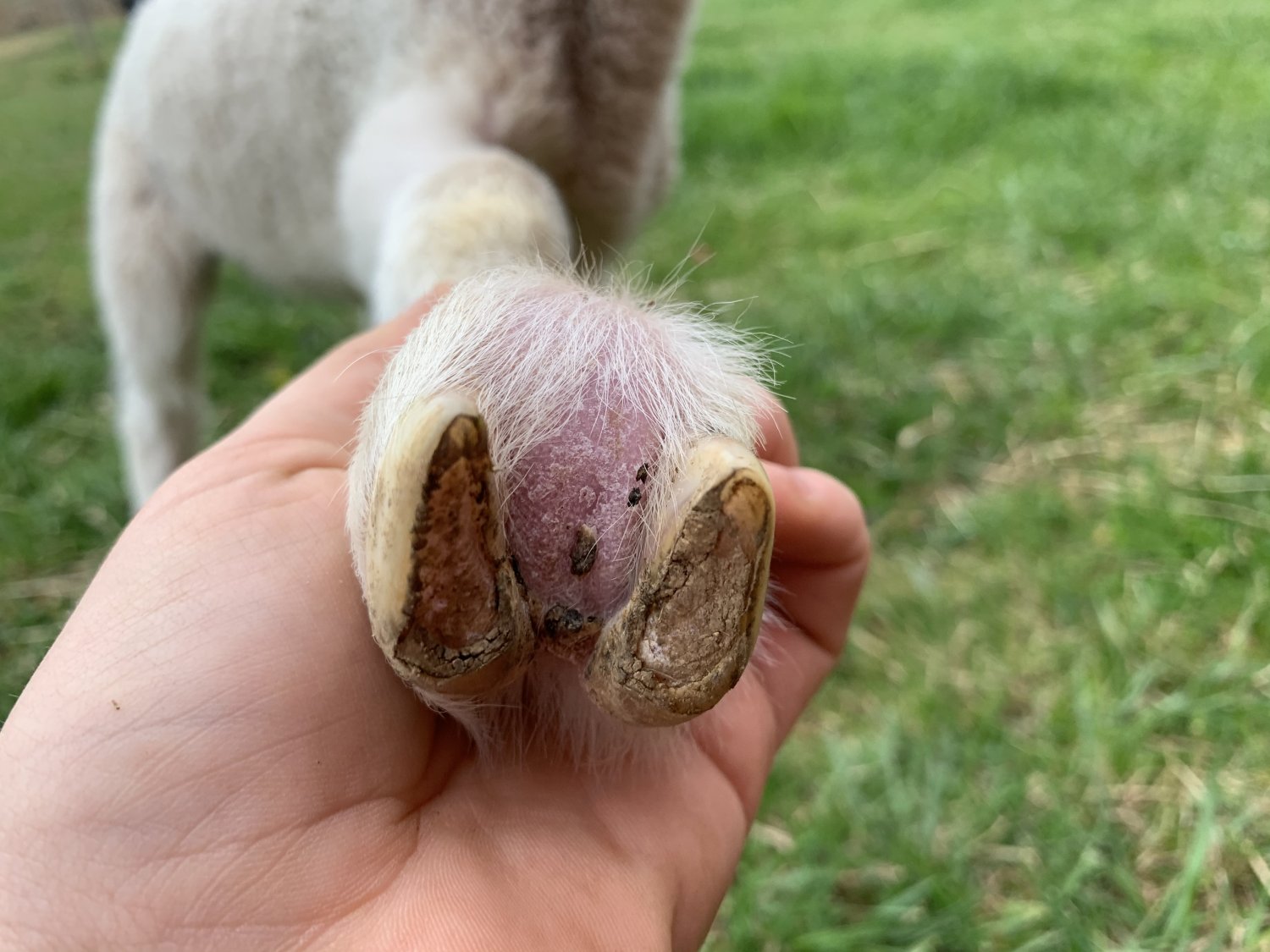 Lamb with abcess between toes | BackYardHerds - Goats, Horses, Sheep