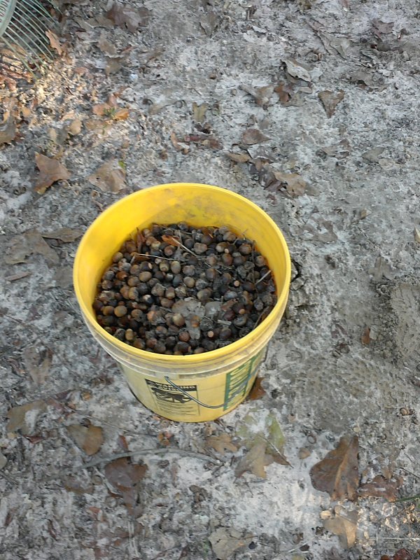 Acorn bucket.jpg