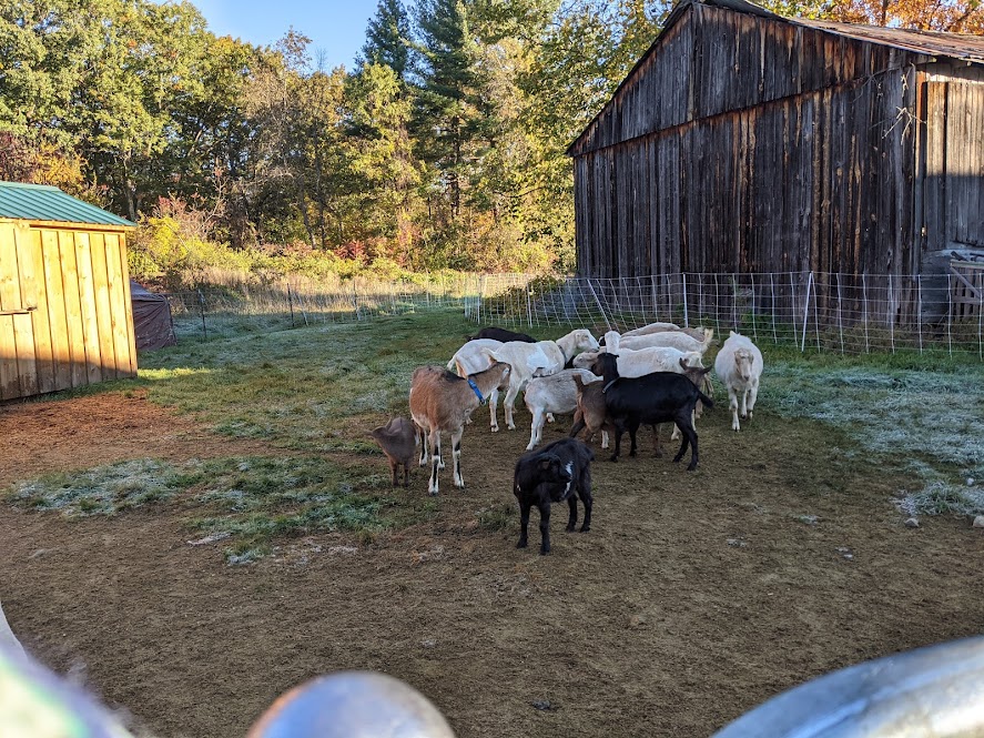 alfalfa breakfast.jpg