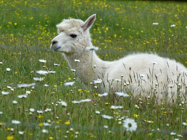 What Can Alpacas Eat?