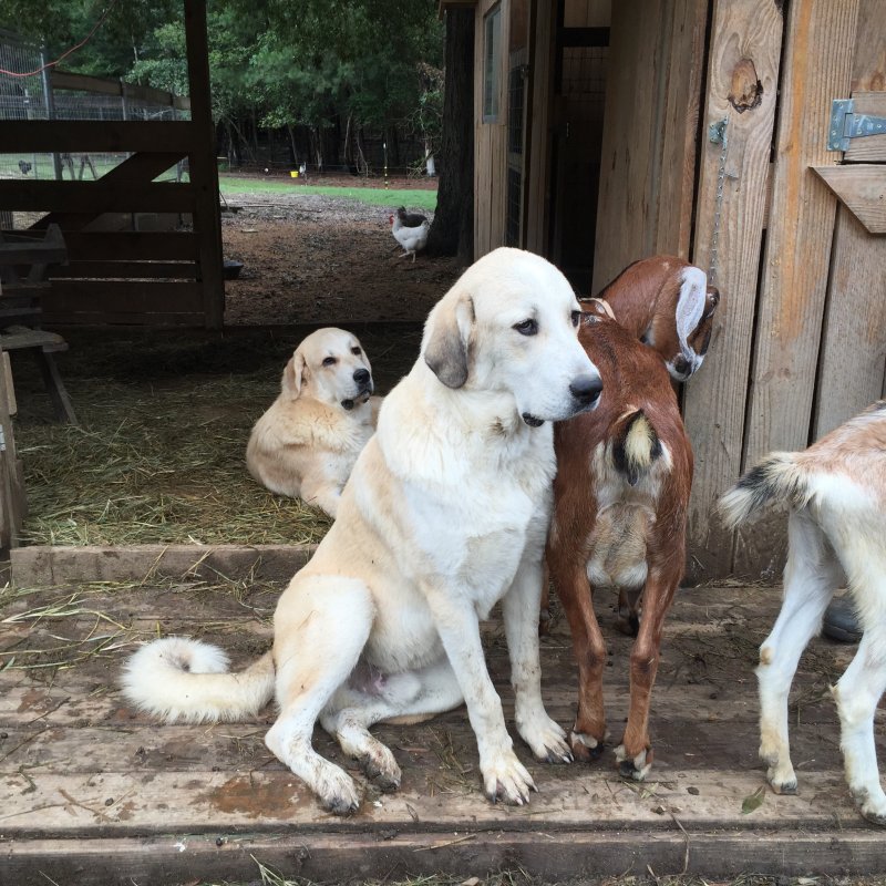 Anatolian Pyrenees Pup 9months    Wingin' it Farms -Blue.JPG