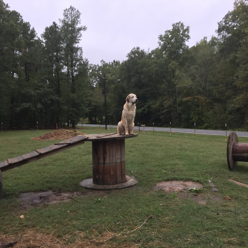 Anatolian Pyrenees Pup Silver 9 months Wingin' it Farms LGD's.JPG