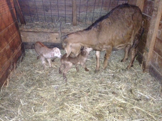 antelope babies.jpg