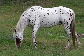 appaloosa-daisy.jpg