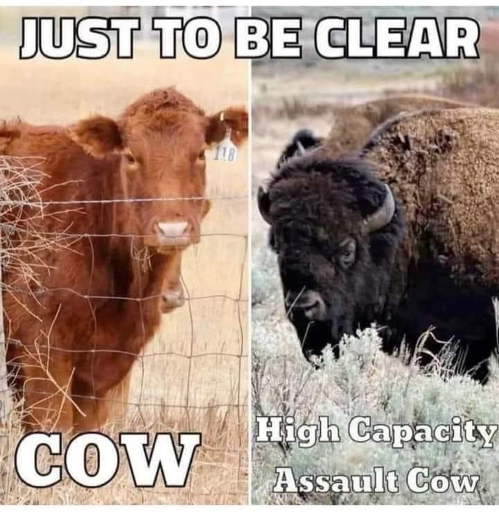 Assault cow.jpeg
