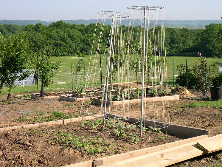 Beans and squash 10 May 2017.JPG