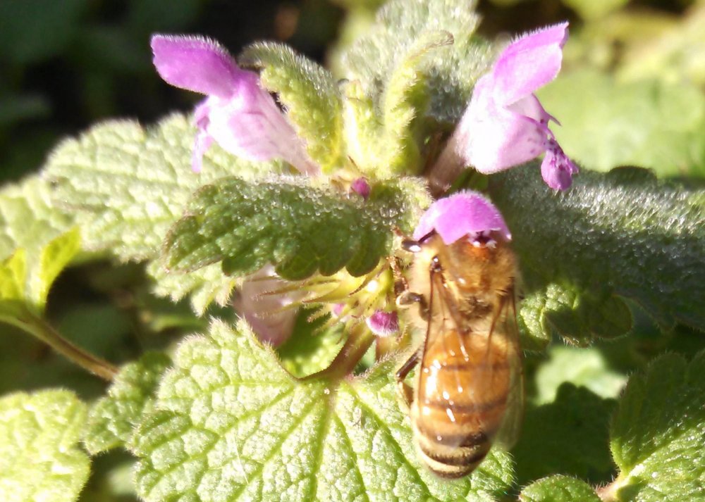 bee in dead nettle.jpg