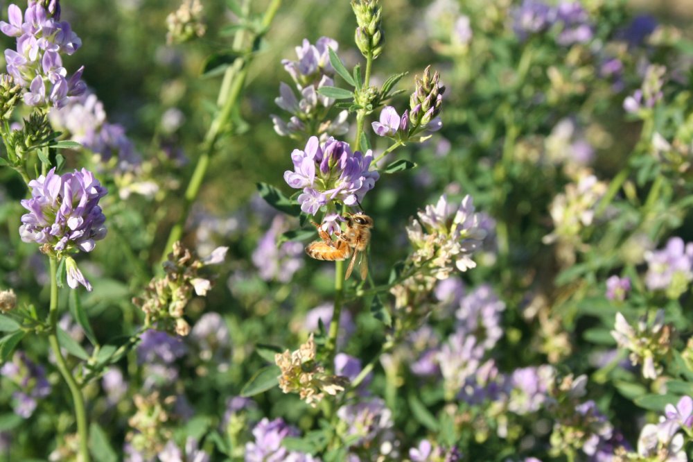 Bee on alfalfa 9-24-15 #1.JPG