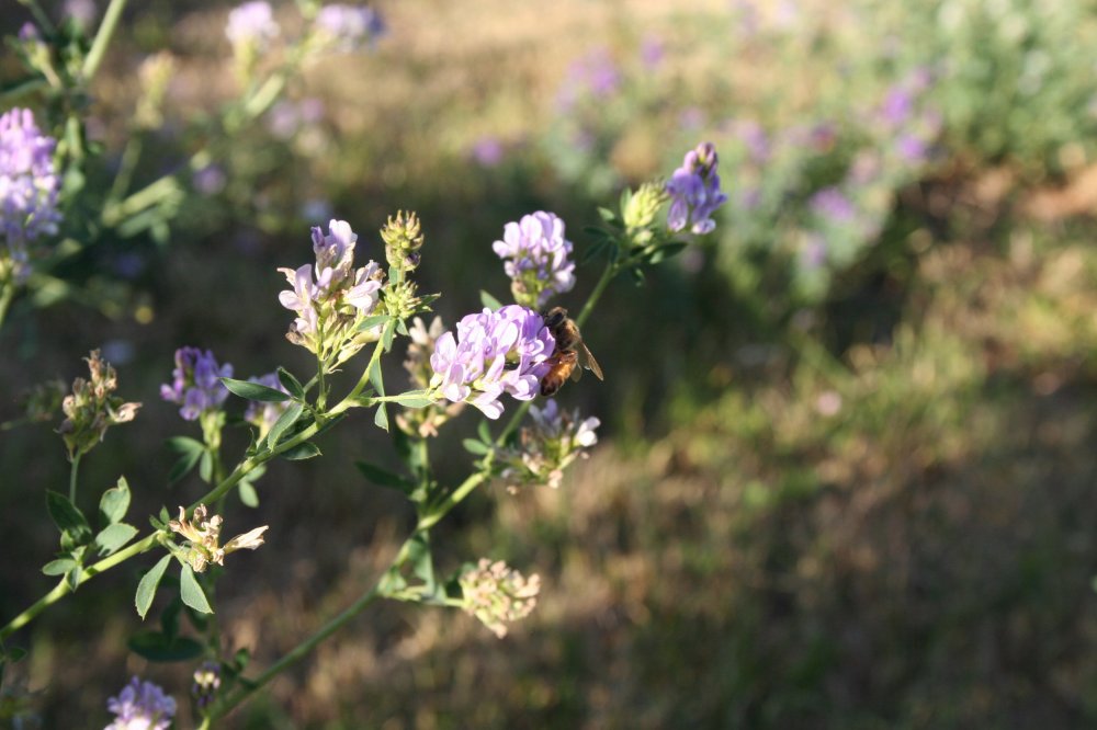 bee on alfalfa 9-24-15 #2.JPG