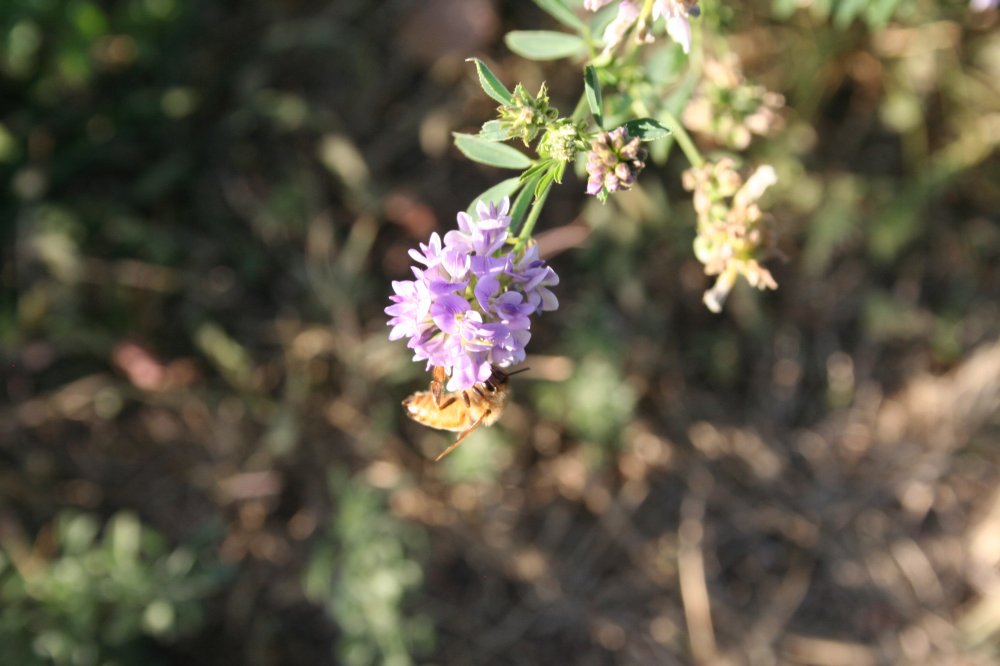 bee on alfalfa 9-24-15 #3.JPG