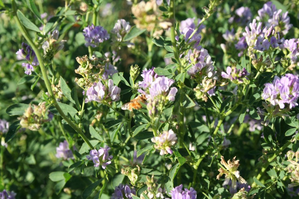 bee on alfalfa 9-24-15 #4.JPG