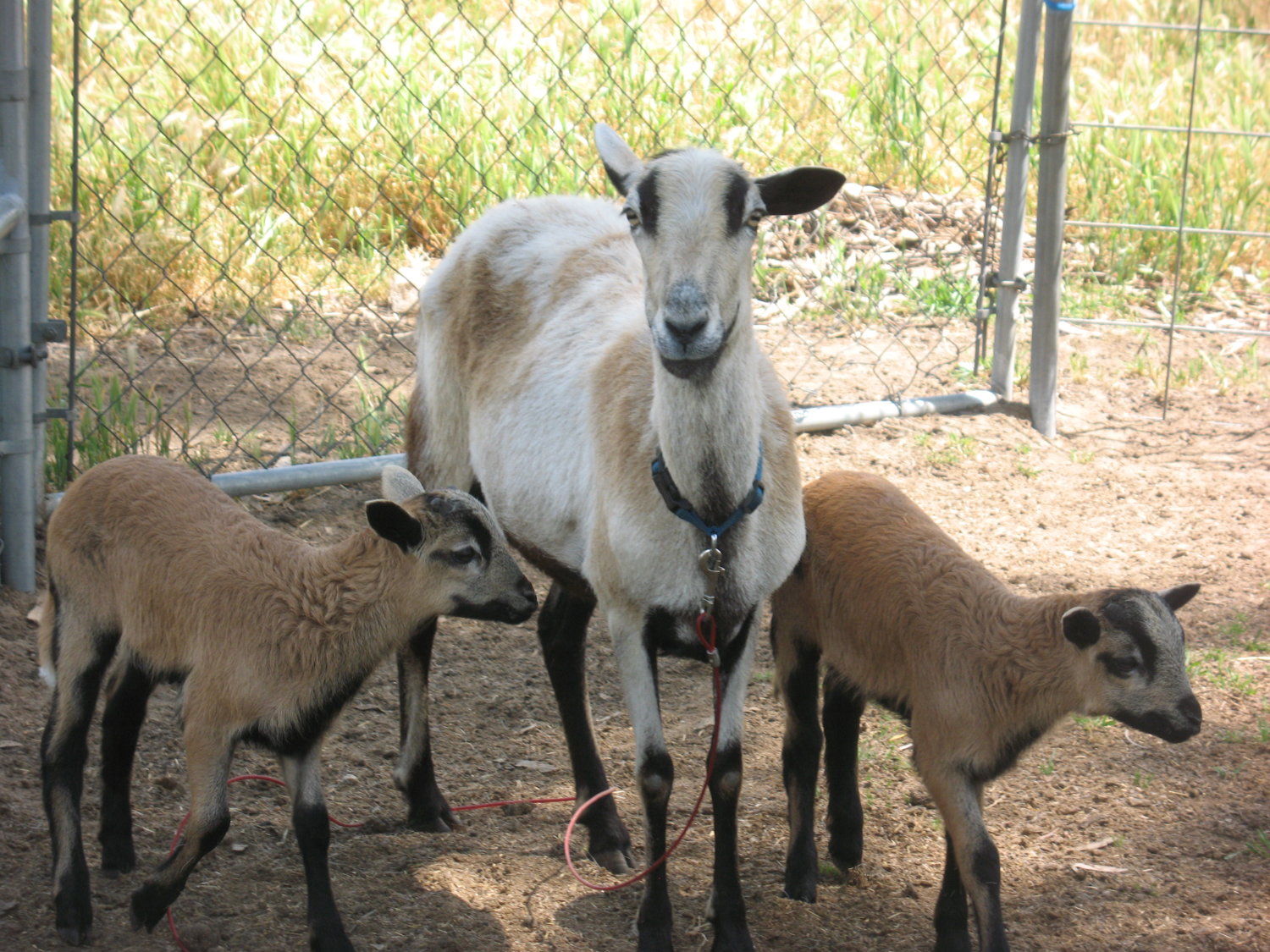 Belle with lambs 018.JPG