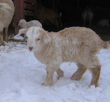 bernie in snow.jpg